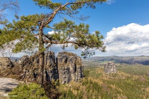 im Vordergrund steht ein Baum an der Kante einer Sandsteinplatte und im Hintergrund sind freistehende Sandsteintürme inmitten bewaldetem Hügelland zu sehen