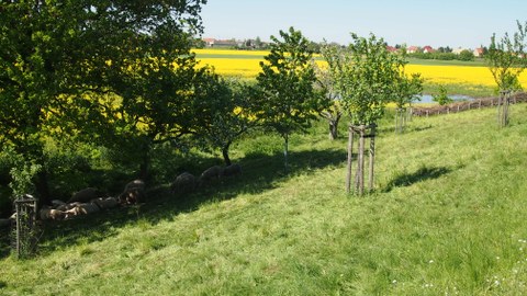 Foto: zu sehen ist eine grüne Wiese mit Bäumen in deren Schatten Schafe grasen und in der Ferne befindet sich ein großes Rapsfeld.