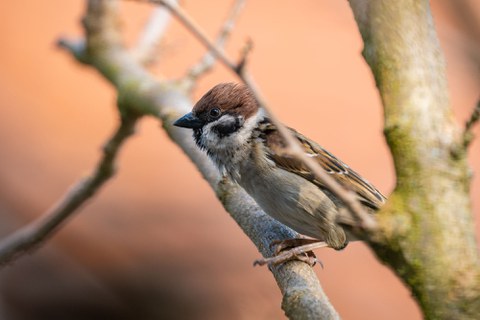 Man sieht einen Spatzen in einem Baum sitzen. Der Spatz ist von der Seite zu sehen. 