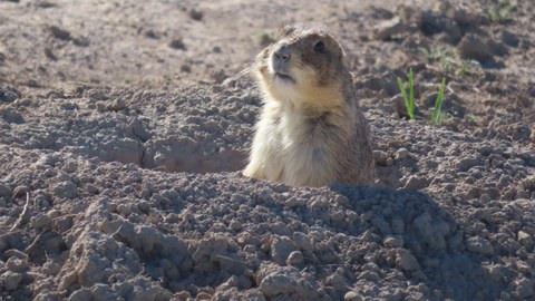 Prairie dog