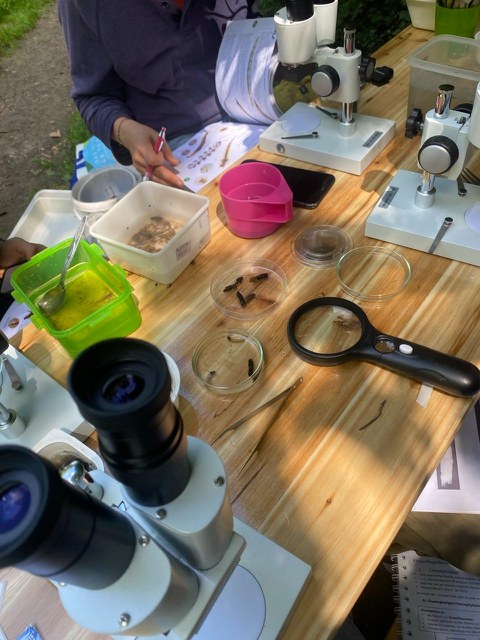 Ein Tisch mit verschiedenen Gefäßen und Geräten zur Sortierung und Bestimmung von Makrozoobenthos
