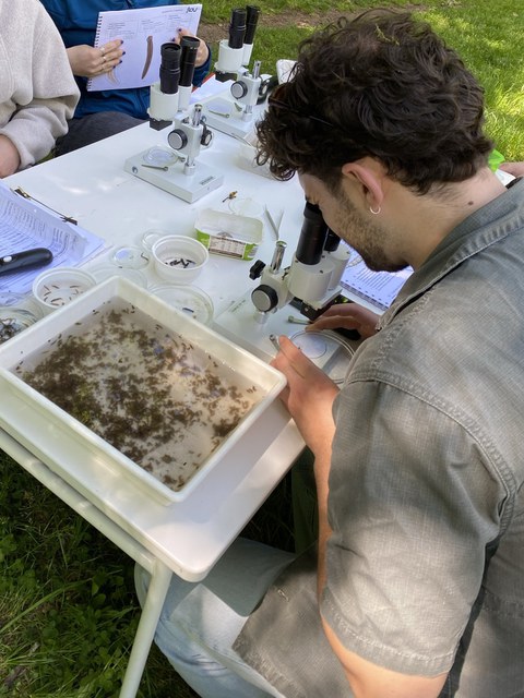 Studierende bestimmen Makrozoobenthos mit Mikroskop und Bestimmungsliteratur
