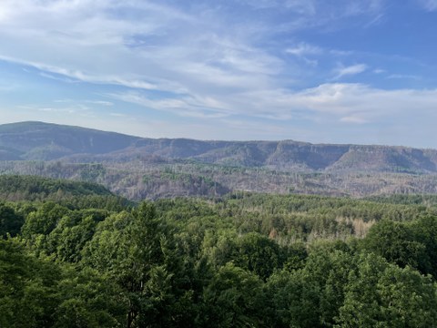 Wald mit Brandflächen