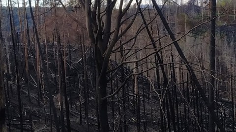 Innerhalb des verbrannten Gebiets im Nationalpark