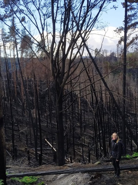 Inside the burned area in the national park