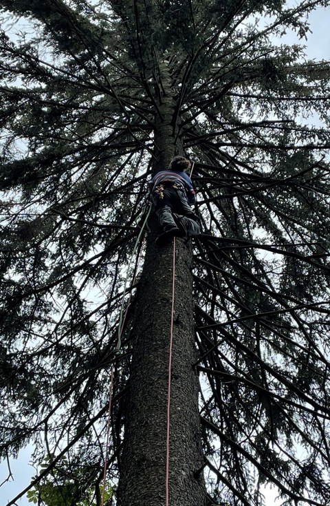 tree LFMC sampling