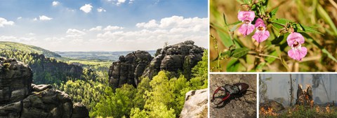 Landschaftsbild Sächsische Schweiz, Felsen, Wald, drüsiges Springkraut, Waldbrand, Hirschkäfer