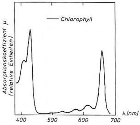 Abb. 6-12: Absorptionsspektrum von Chlorophyll (aus Kraus, 1988)