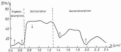 Abb. 6-13: spektraler Reflexionsgrad eines Blattes (aus Kraus, 1988)