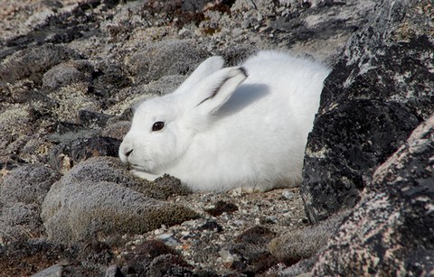 Schneehase am Store Qarajaq