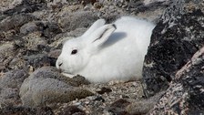 Schneehase am Store Qarajaq