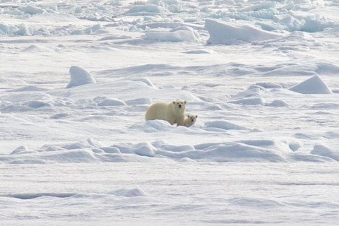 Polar bear with cub