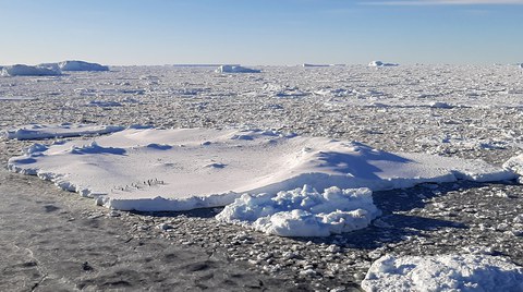 40_Icefloe-with-penguins