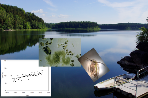 Collage: Blick auf ein Standgewässer; Diagramm einer Regressionsgerade; mikroskopische Aufnahme grüner Zellen; Abbildung eines Wasserflohs