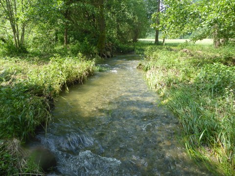 stream flowing across greenery