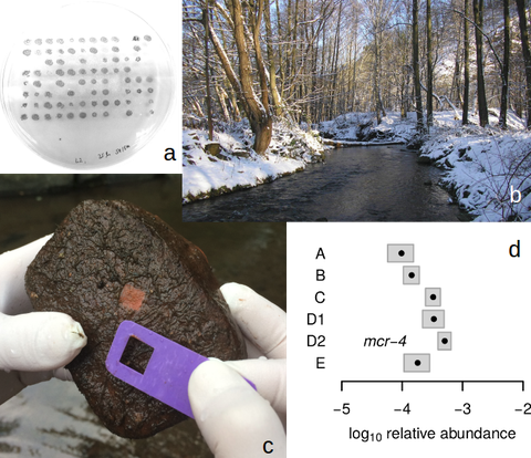 Collage: agar plate with bacteria, stream in winter, biofilm on a stone, diagram