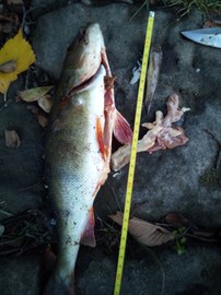 Perch with goby in its stomach