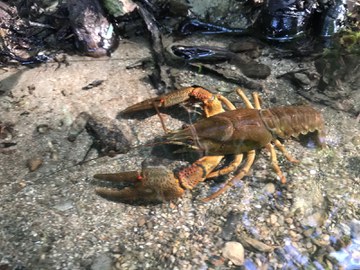 Noble crayfish in the Rauner Bach 