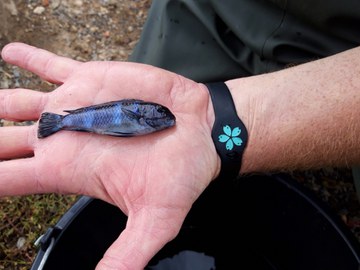 kleiner blauer Buntbarsch (Cichlid) in der Hand