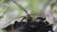 Libelle: Blaugrünen Mosaikjungfer (Aeshna cyanea)