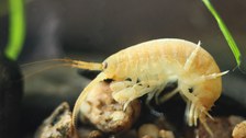 Der Große Höckerflohkrebs (Dikerogammarus villosus)