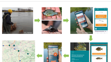 Ablaufschema: wie funktioniert die MoBI-aqua app: Angler fängt fish, Fisch wird mit der App bestimmt, Fundort kann gemeldet werden, alle Funde werden auf einer Karte dargestellt