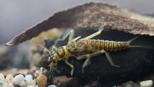 Steinfliege (Perlidae)