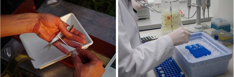 hands holding a fish and making a swab; person working in the laboratory