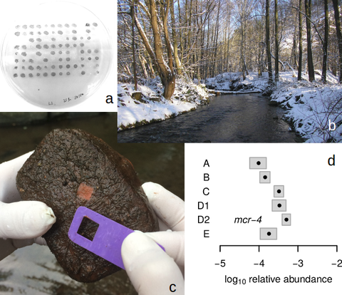 Collage: Agarplatte mit Bakterien, Fließgewässer im Winter, Biofilm auf einem Stein, Diagramm