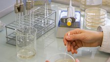 Bei der Laborarbeit: Ausplattieren einer Bakterienkultur