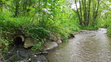Bachlauf mit veralgtem Kläranlagenzufluss