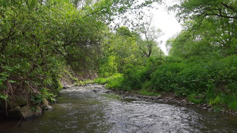 annähernd naturnaher Bachlauf mit Wald/ Stauden am Uferrand