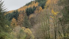 Herbstlandschaft, Wald in grün und gelb