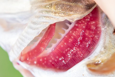 Makrofoto von Fischkiemen mit weißen Punkten, die die Muschelglochidien sind
