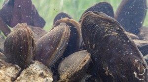 Flussperlmuscheln halb im Sediment vergraben, die Wasser filtrieren