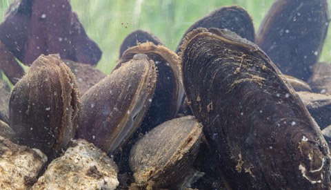 Flussperlmuscheln halb im Sediment vergraben, die Wasser filtrieren
