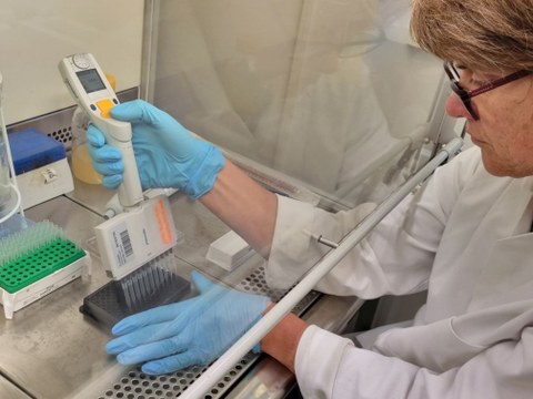 Wissenschaftlerin arbeitet an einer Cleanbench und pipettiert mit einer Mehrfachpipette eine violett farbene Flüssigkeit in einer 96well Platte