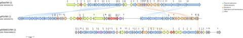 Linear maps of blaVIM-11 harboring plasmids