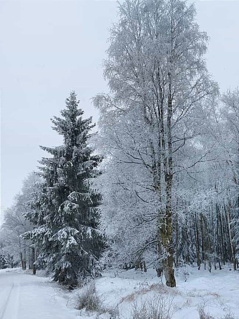 Schneelandschaft mit schneebedeckten Bäumen