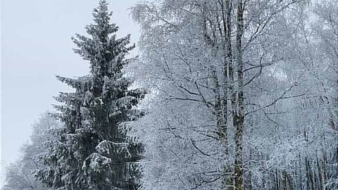 Schneelandschaft mit schneebedeckten Bäumen