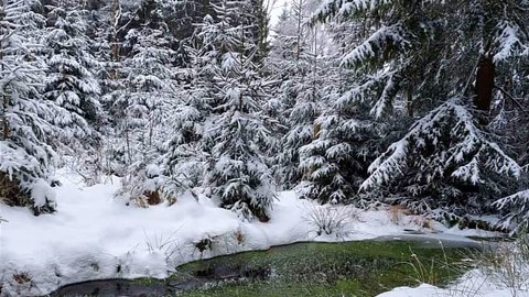 Bachlauf mit Wasserpflanzen (grün) in ansonsten weißer Schneelandschaft, im Hintergrund eingeschneite Nadelbäume