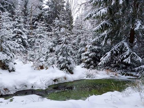 Bachlauf mit Wasserpflanzen (grün) in ansonsten weißer Schneelandschaft, im Hintergrund eingeschneite Nadelbäume