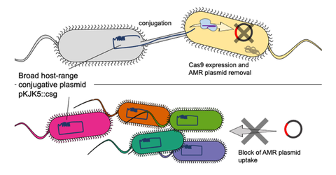 graphical abstract of the paper