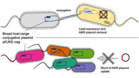 graphical abstract of the paper