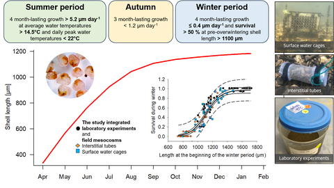 Die Abbildung zeigt die Wachstumsraten von Muscheln abhängig von der Jahreszeit.