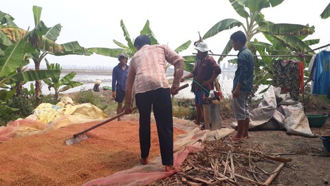 Aussaat auf einem Reisfeld im Mekong Delta