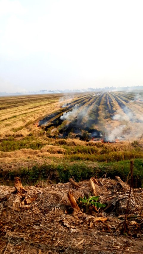 Bisher angewandte Verfahrensweise: Verbrennung des Reisstrohes auf den Feldern