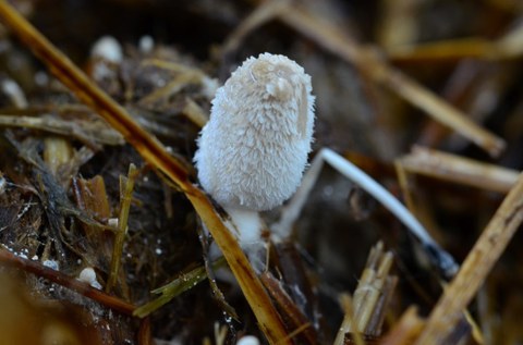 Fruchtkörper von Coprinus niveus auf Pferdemist