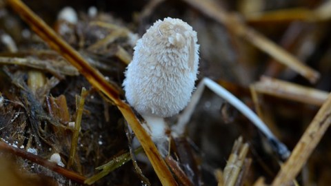 Fruchtkörper von Coprinus niveus auf Pferdemist