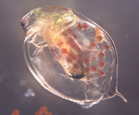 Daphnia magna